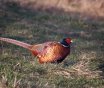 IMG_1597