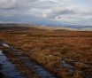 Snowdrop Moor