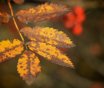 Autumn Leaves